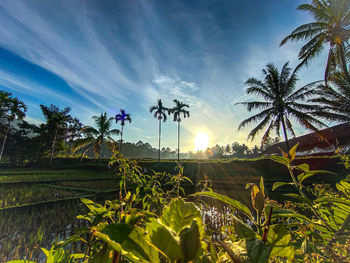 Palm trees on field against sky at sunset