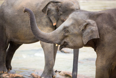Close-up of elephant