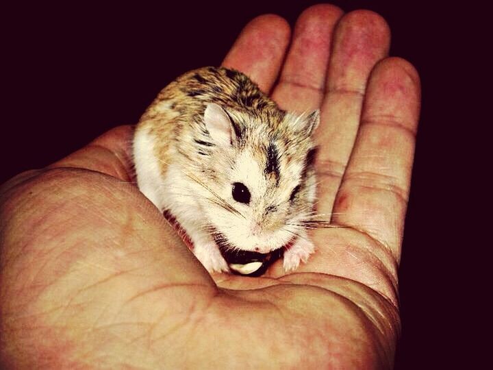 animal themes, person, one animal, part of, holding, human finger, wildlife, unrecognizable person, close-up, cropped, animals in the wild, young animal, indoors, personal perspective, pets, mammal, animal head