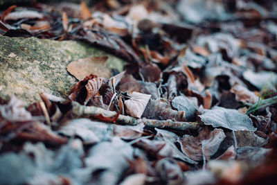 Close-up of dried leaves on fallen tree