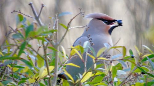 Close-up of bird perching on plant