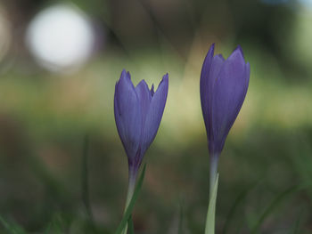 Close-up of purple crocus plant