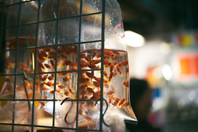 Close-up of fishes in bag