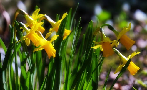 Close-up of yellow flowers