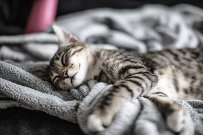 Cat sleeping on bed