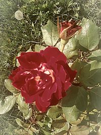 Close-up of red rose blooming outdoors