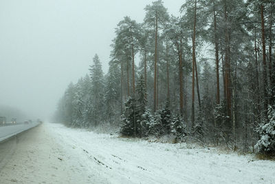 Trees on snow covered landscape