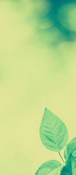 Close-up of leaves against clear sky