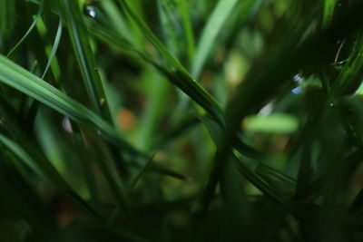 Full frame shot of plants