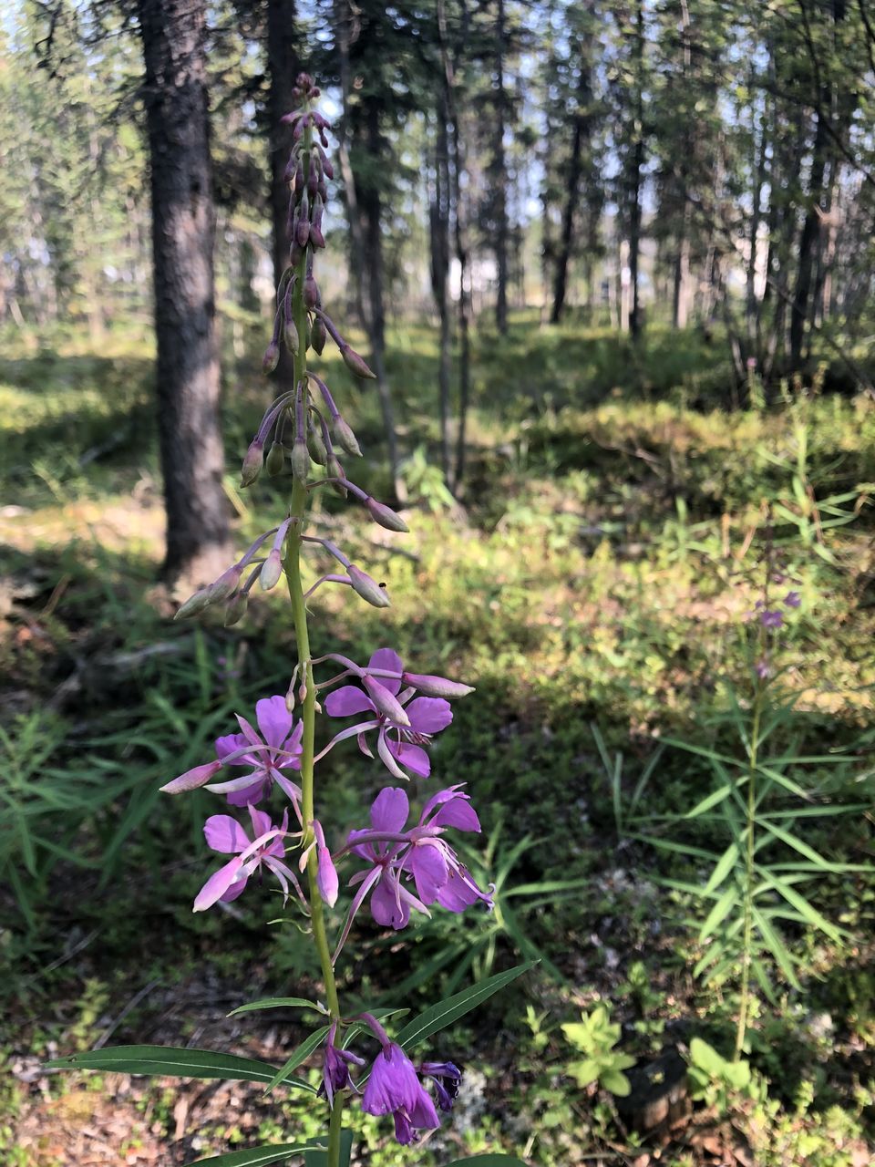 CLOSE-UP OF PURPLE FLOWERING PLANTS ON LAND