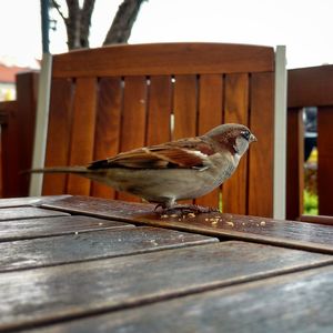 Close-up of bird perching on wood