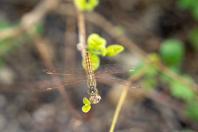 Close-up of insect on flower