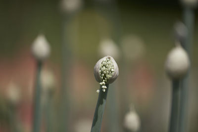 Close-up of flower buds