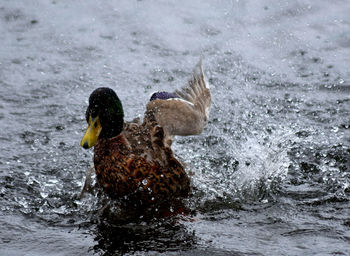 Close-up of duck swimming in lake