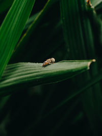 Close-up of insect on leaf