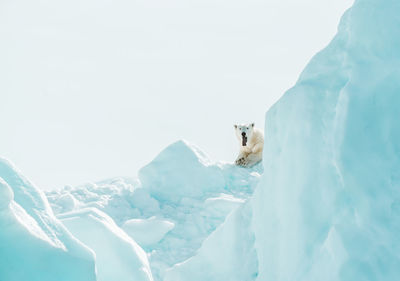 View of an animal on snow covered landscape