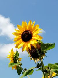 Close-up of yellow sunflower against sky