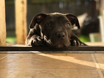 Portrait of dog sitting outdoors