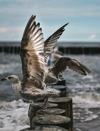 Close-up of seagulls perching with spread wings on wooden posts amidst sea