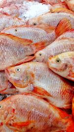 Close-up of fish for sale in market