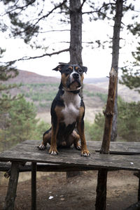 Dog sitting on railing against trees