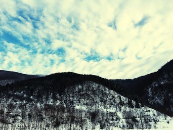 Low angle view of trees against sky