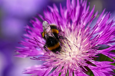 Close-up of bee pollinating on purple flower