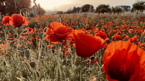 Close-up of red poppy flowers in field