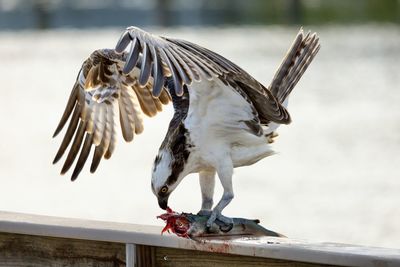 Close-up of an osprey eating fish