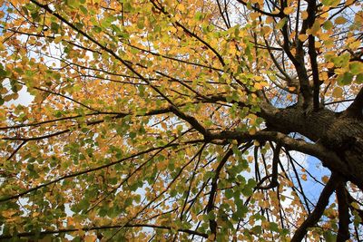 Low angle view of cherry blossom tree