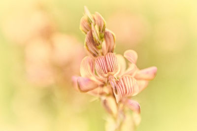 Close-up of pink flowering plant