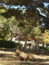 View of built structure with trees in background