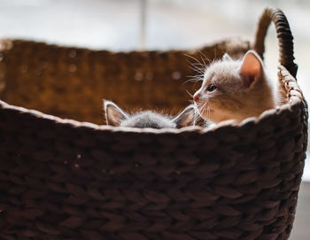 Two cute kittens peeking over the edge of a wicker basket.