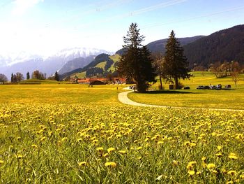 Scenic view of field against sky