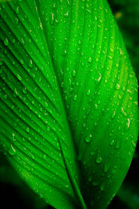 Close-up of wet plant leaves during rainy season