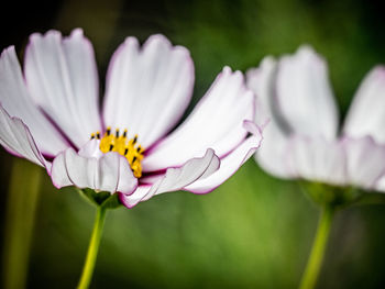 Close-up of purple flowering plant