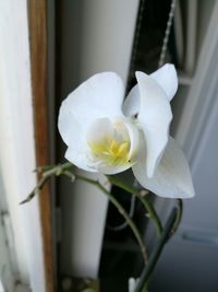 Close-up of white flower