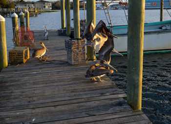 High angle view of horse on pier over sea