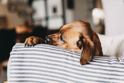 Brown cute dog relaxing on the sofa at home, pets