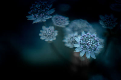 Close-up of purple flowering plant