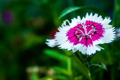 Close-up of flower blooming outdoors