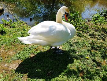 Swan in a lake