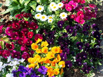 High angle view of purple flowering plants