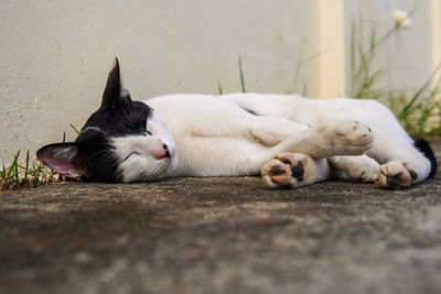 Cat sleeping on footpath