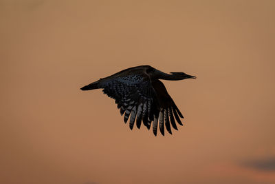 Kori bustard flies silhouetted against orange sky