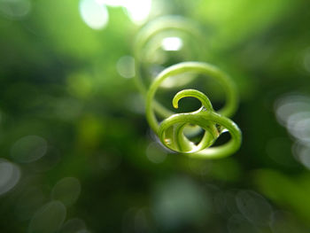 Close-up of green plant