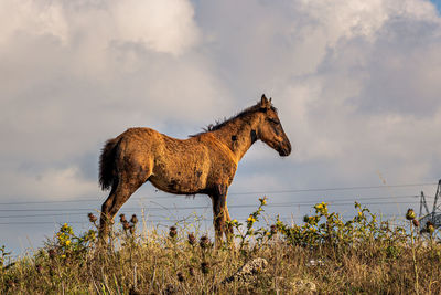 Horse standing in field