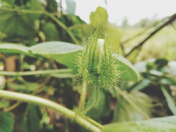 Close-up of fresh green plant