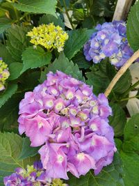 Close-up of purple hydrangea blooming outdoors