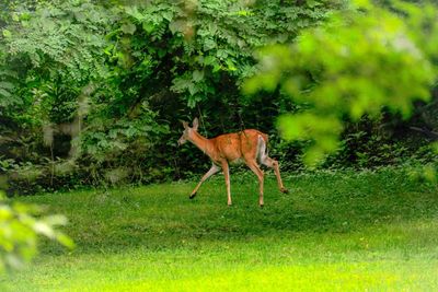 Deer in a field